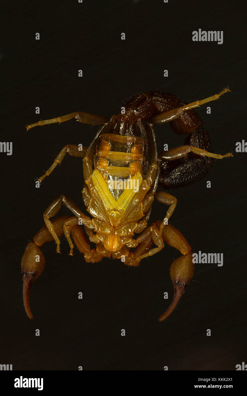 Ein Fat-tailed Scorpion, Hottentotta sp. Ventrale Ansicht. Goa, Indien. Diese Skorpione tragen einen fetten Schwanz und die Stachel extrem schmerzhaft ist. Stockfoto