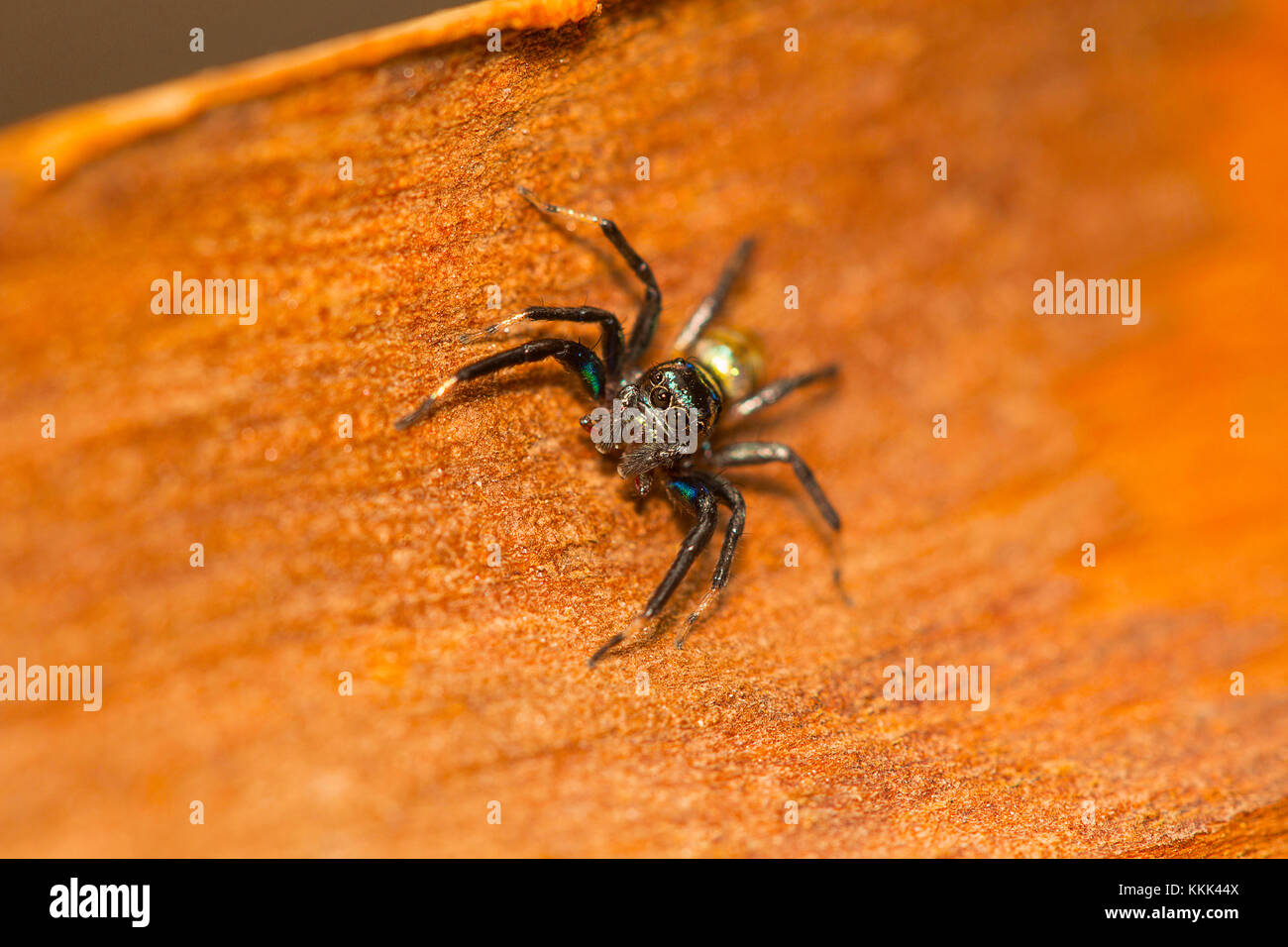 Jumping Spider, Phintella vittata ist eine gemeinsame bunte Spinne auf niedrigen Büschen. Stockfoto