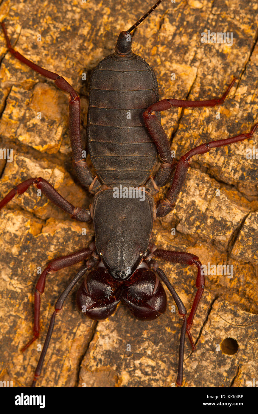 Peitsche tailed Scorpion. Visakhapatnam, Andhra Pradesh, Indien Stockfoto