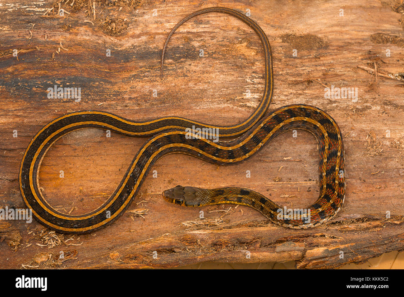 Buff gestreifte keelback Snake, Amphiesma stolata von Kaas Plateau, Satara, Maharashtra. Stockfoto