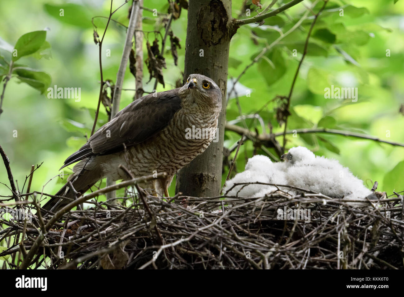 Sperber (accipiter Nisus), erwachsene Frau am Rande von seinem Nest gehockt, Fürsorge für seine Küken, um zu beobachten, aufmerksam, Wildlife, Europa. Stockfoto