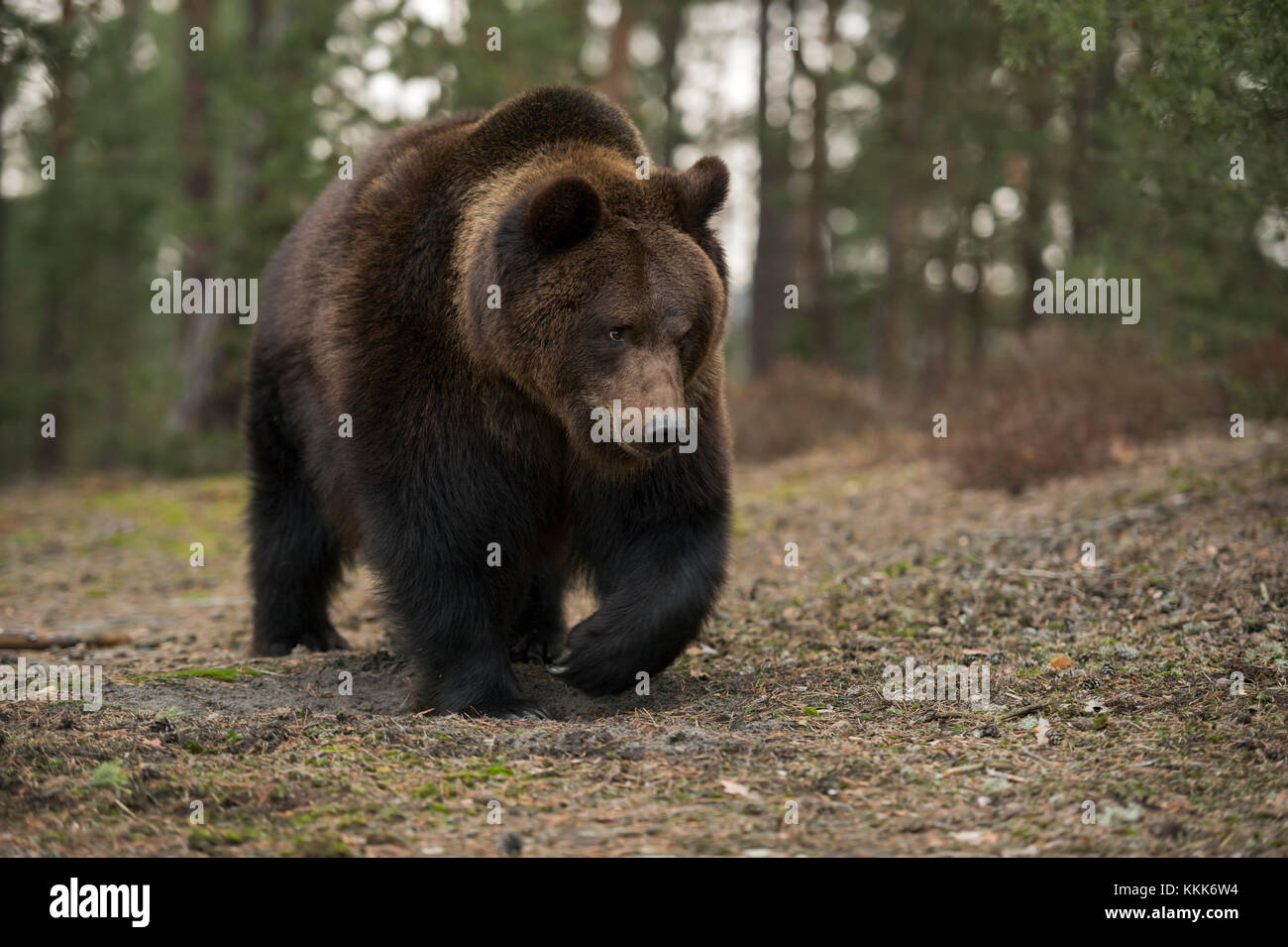 Eurasischer Braunbär / Europäischer braunbaer ( Ursus arctos ) Spaziergang durch einen offenen Wald, beeindruckende Begegnung, scheint entspannt zu sein, Europa. Stockfoto
