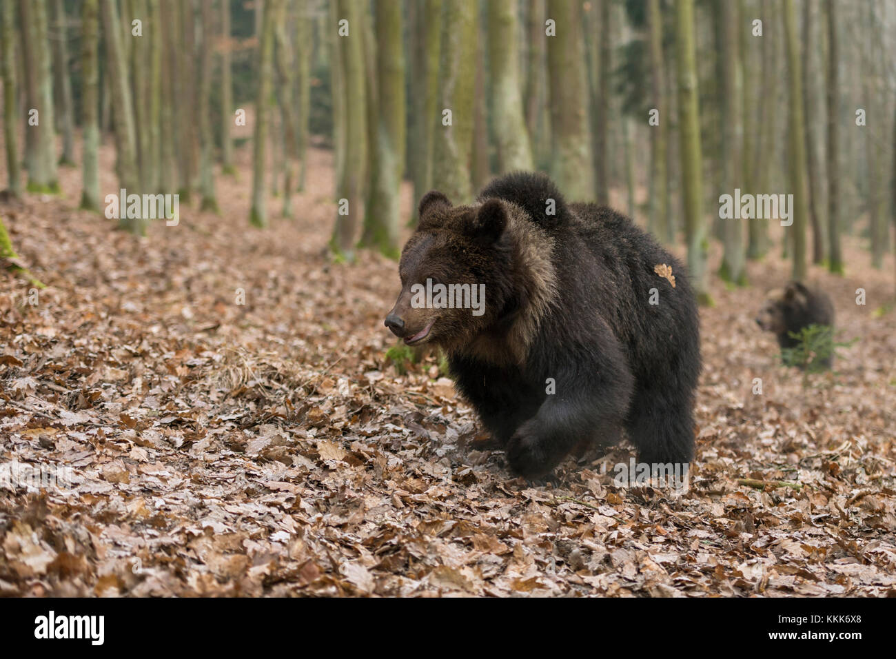 Europäische Braunbären / Europäische Braunbären ( Ursus arctos ), junge Erwachsene, die durch herbstliche Wälder wandern, Europa. Stockfoto