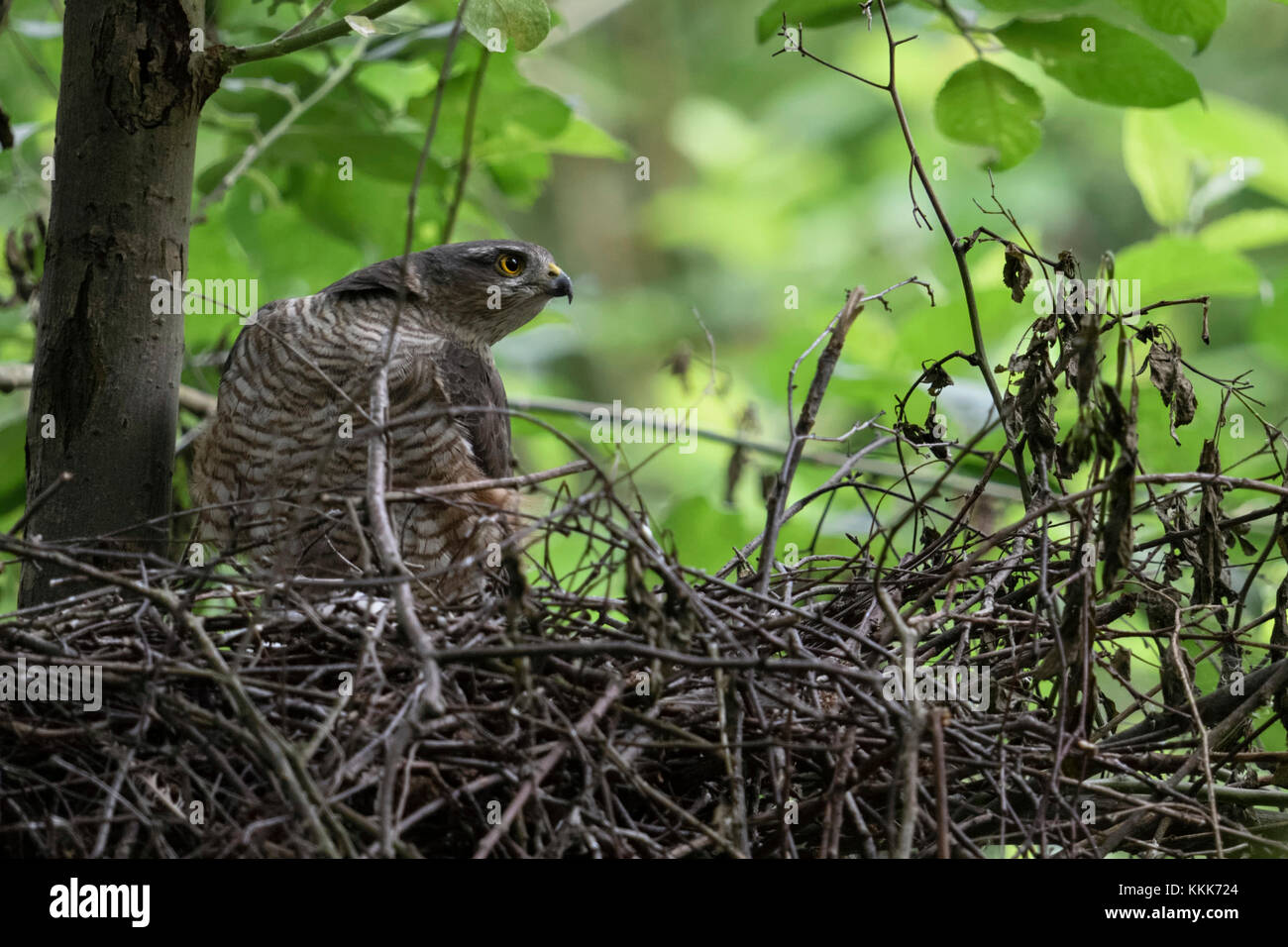 Sperber/Sperber (accipiter Nisus), Raubvogel, erwachsene Frau in sein Nest, sie für etwas, schaut mißtrauisch, scharfen Augen, Wildlife, Europa. Stockfoto