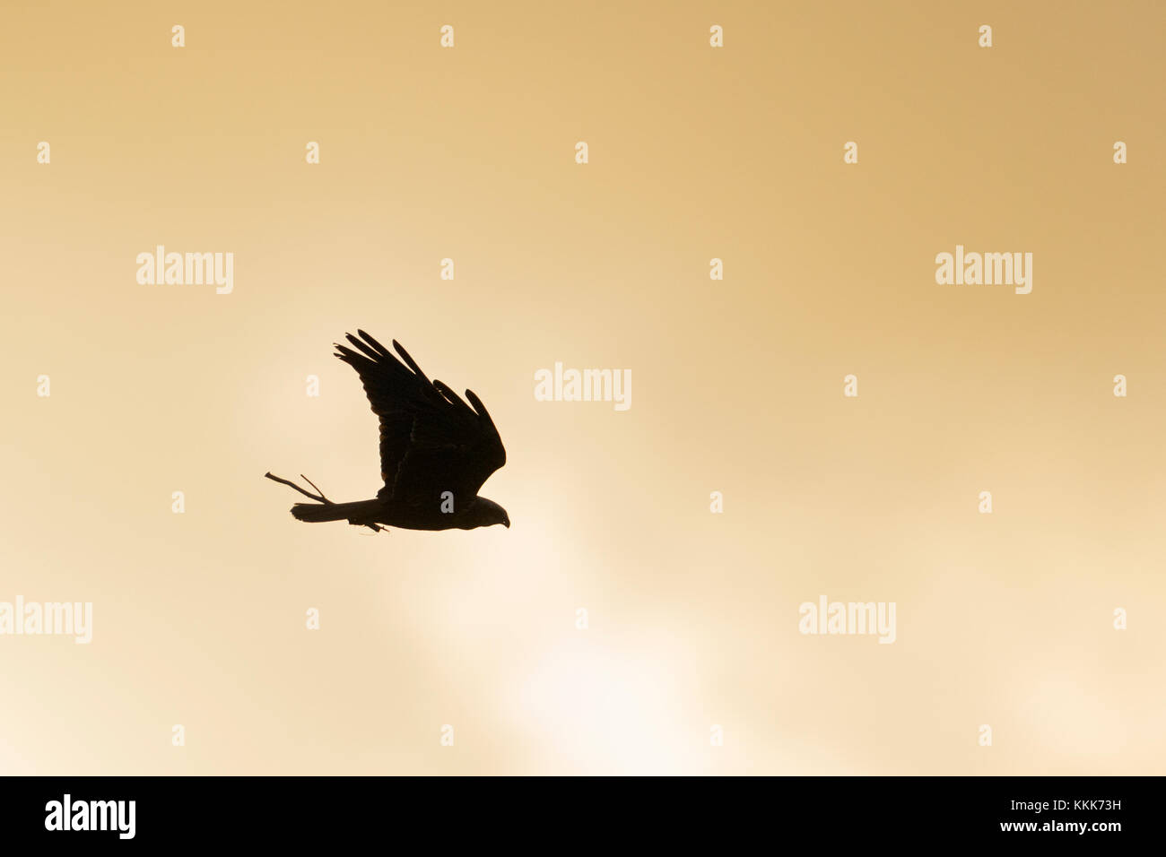 Western Rohrweihe/Rohrweihe (Circus aeruginosus) im Flug, Fliegen walzenhöhen Nistmaterial im Schnabel, gegen den Abendhimmel. Stockfoto