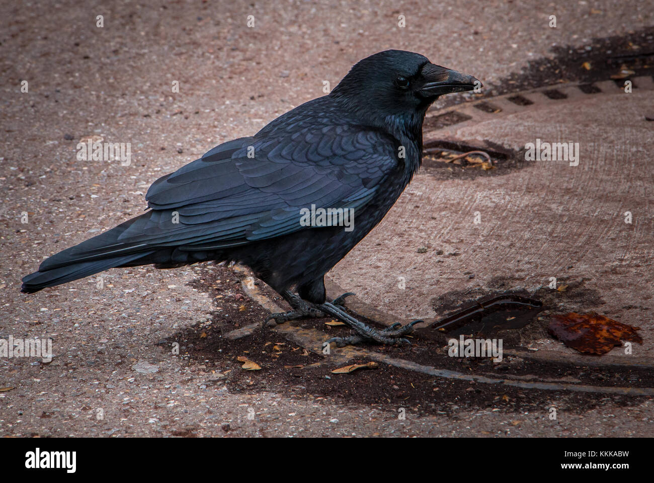Big Black Raven auf die braune Masse. Schwarze Federn. Stockfoto