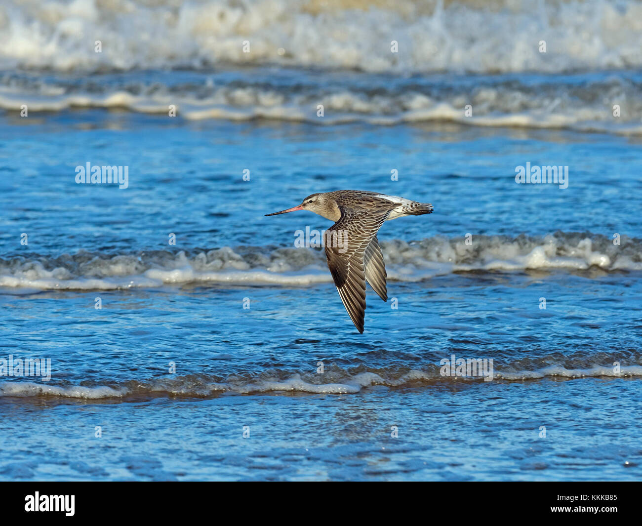 Bar-tailed Uferschnepfe Limosa Lapponica im Flug über die Wash-Norfolk Stockfoto