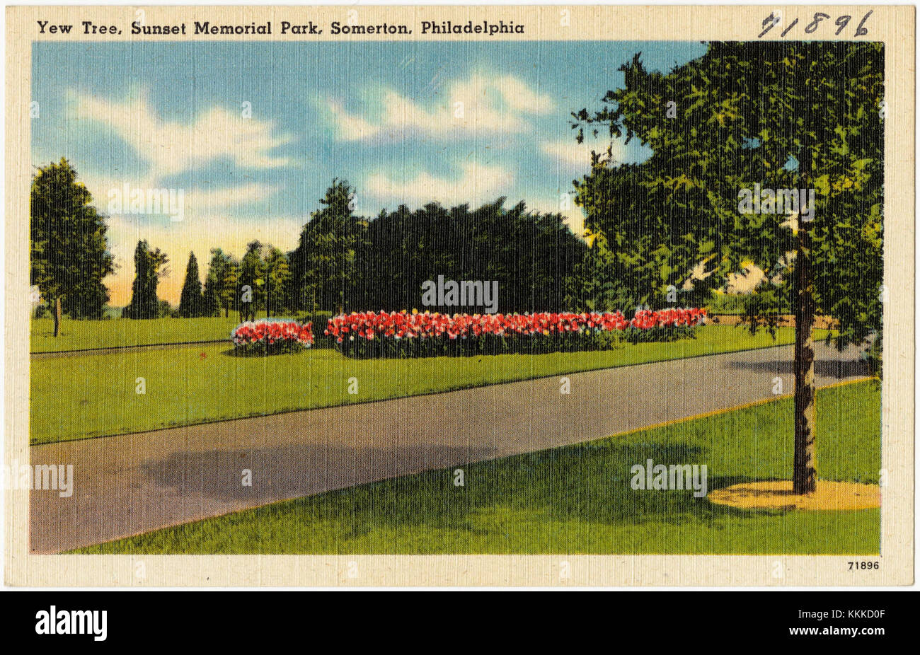 Ein Eibenbaum im Sunset Memorial Park, Somerton, Philadelphia, bekannt für seine symbolische Bedeutung in Gedenkgärten und seine Langlebigkeit. Stockfoto