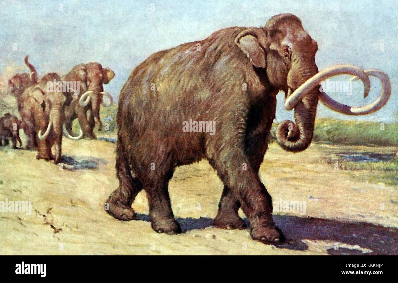 Das kolumbianische Mammut (Mammuthus columbi) ist eine ausgestorbene Art, die einst während des Pleistozäns Nordamerika durchstreifte. Dieses Fossil ist nach wie vor für seine Größe und seine Rolle beim Verständnis des prähistorischen Lebens und der Megafauna von Bedeutung. Es wird untersucht, um Einblicke in die eiszeitliche Umgebung und das Aussterben der Arten zu erhalten. Stockfoto