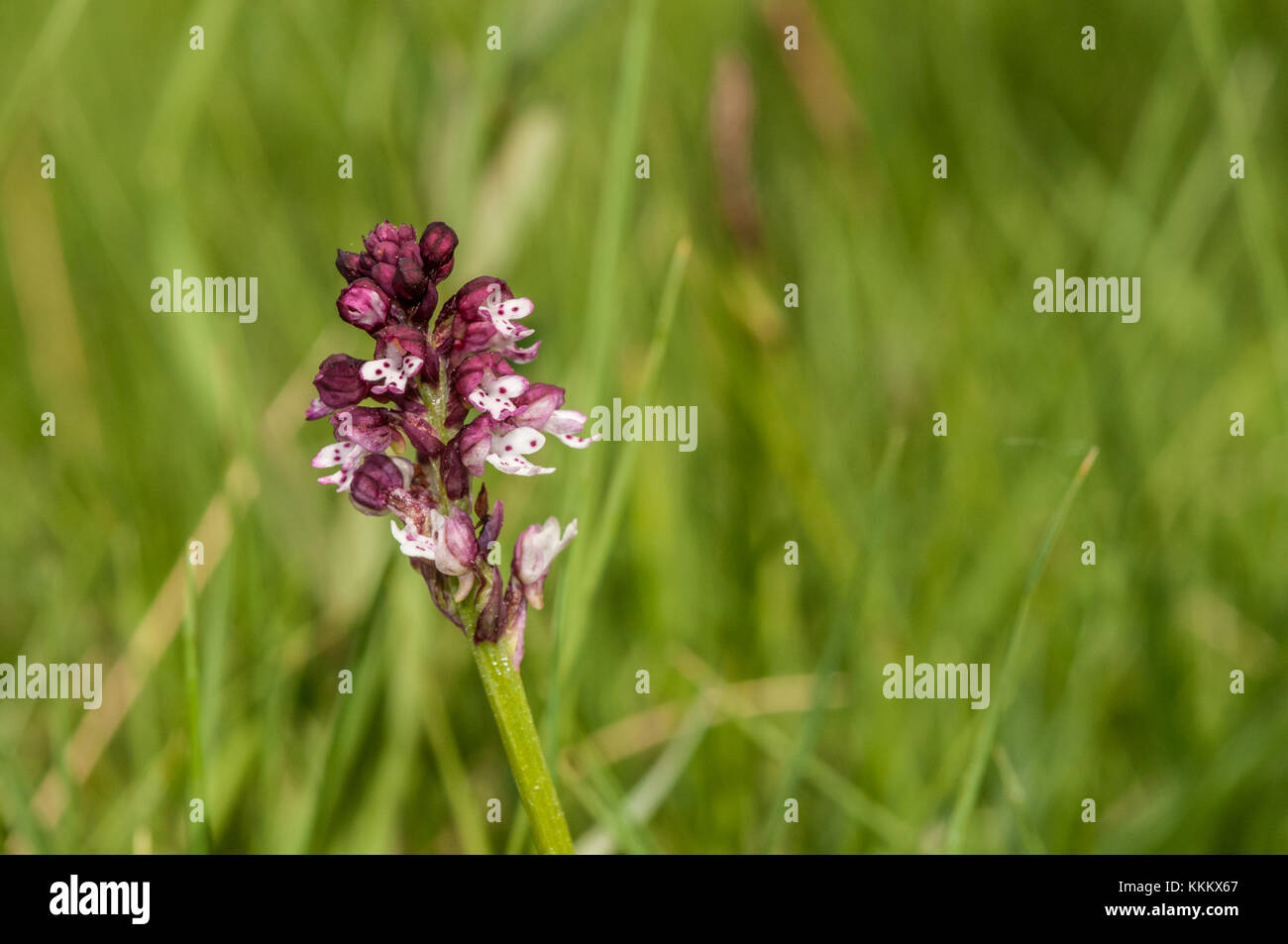 Gebrannt - Tipp Orchidee, Orchis ustulata, Blume, Gombren Stockfoto