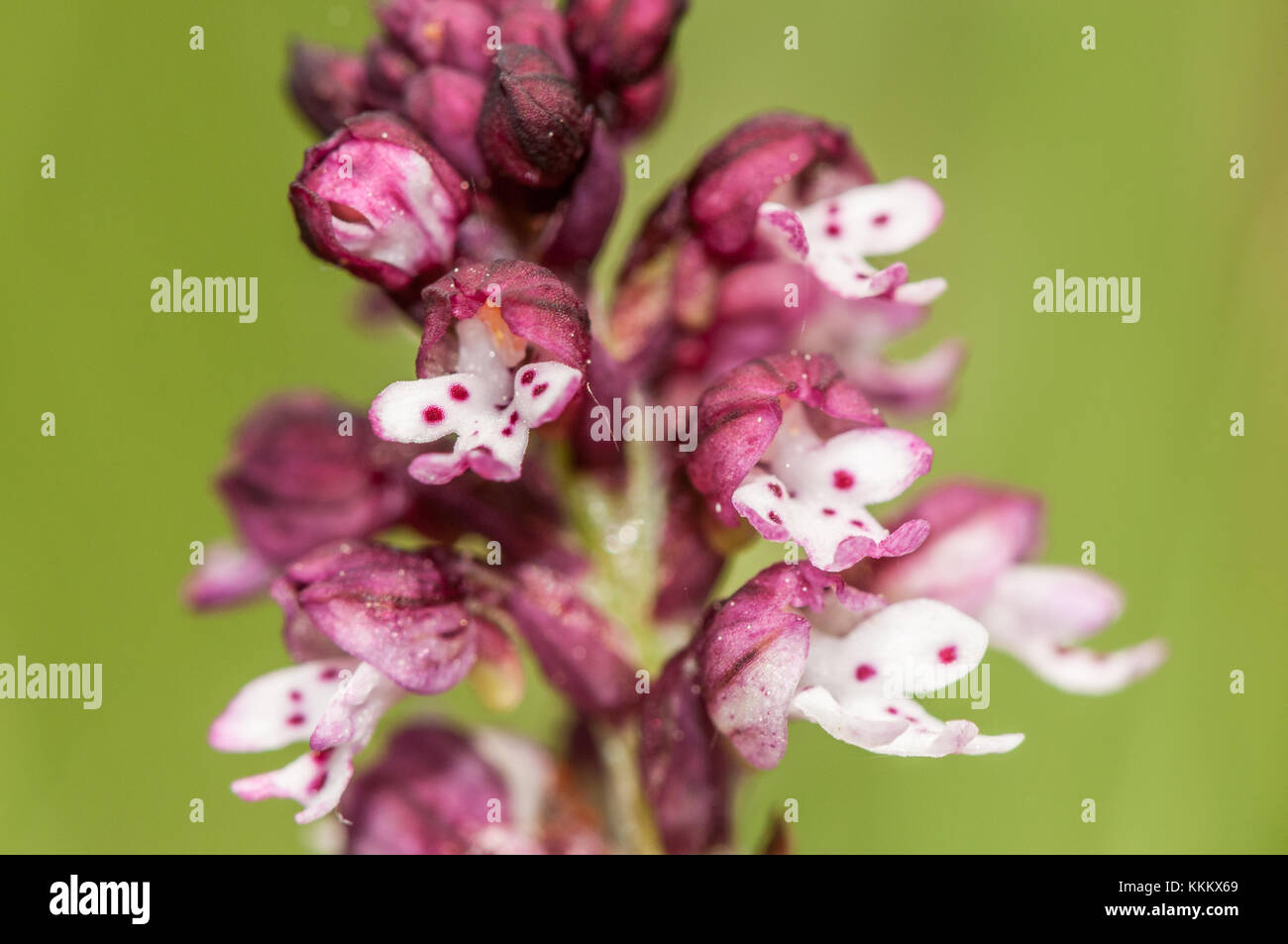 Gebrannt - Tipp Orchidee, Orchis ustulata, Blume, Gombren Stockfoto