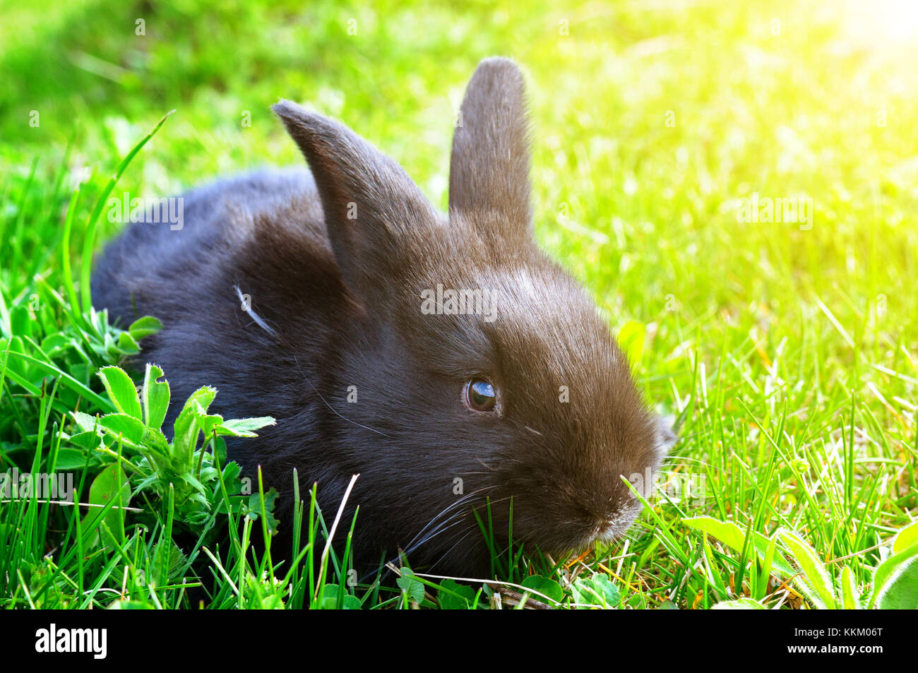 Little Kaninchen auf grünen Rasen Hintergrund Stockfoto