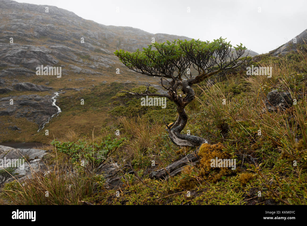 Eine wilde Bonsai Baum auf einer fernen Insel in der südlichen chilenischen Fjorde Stockfoto