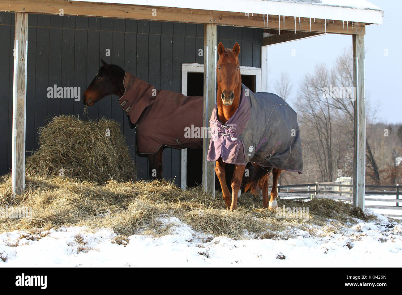 Pferde Heu im Schnee Essen Stockfoto