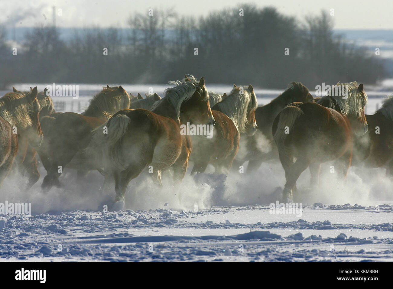 Galoppierende Pferde Stockfotos Und Bilder Kaufen Alamy