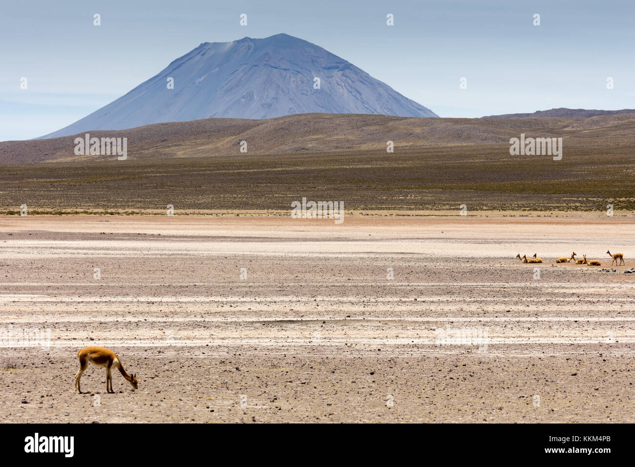 Wilder lama Vigogna in den Anden, Perù Stockfoto