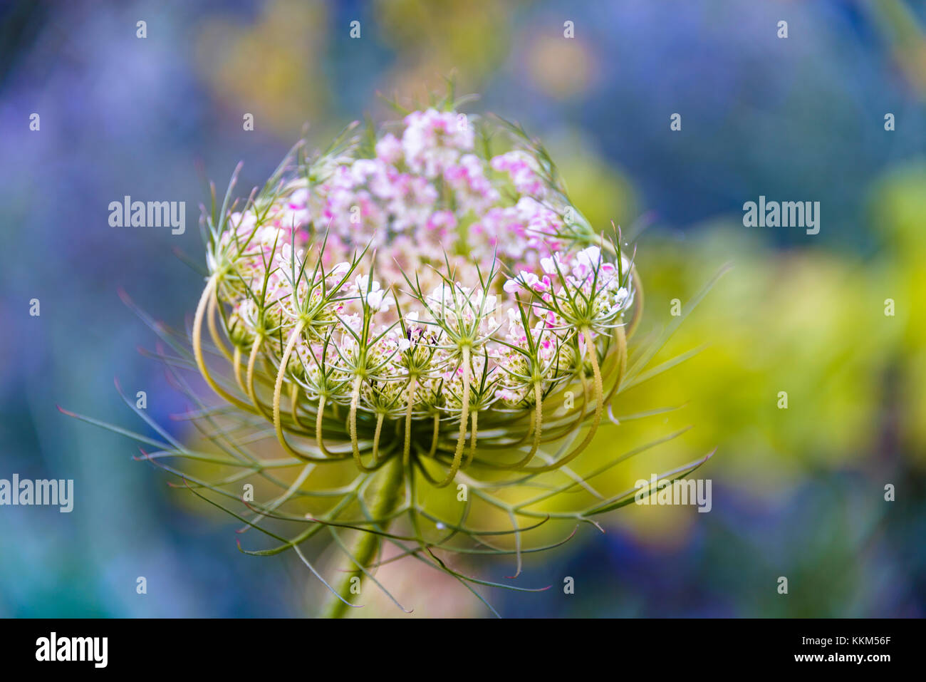 Einfache wilde Blume in voller Blüte, Hintergrund isoliert. Stockfoto