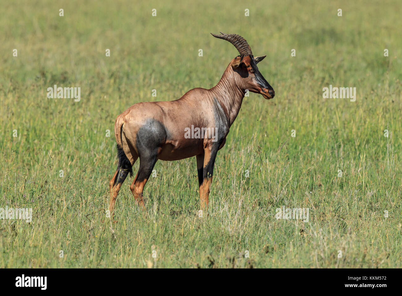 Ein topi Antilope Stockfoto