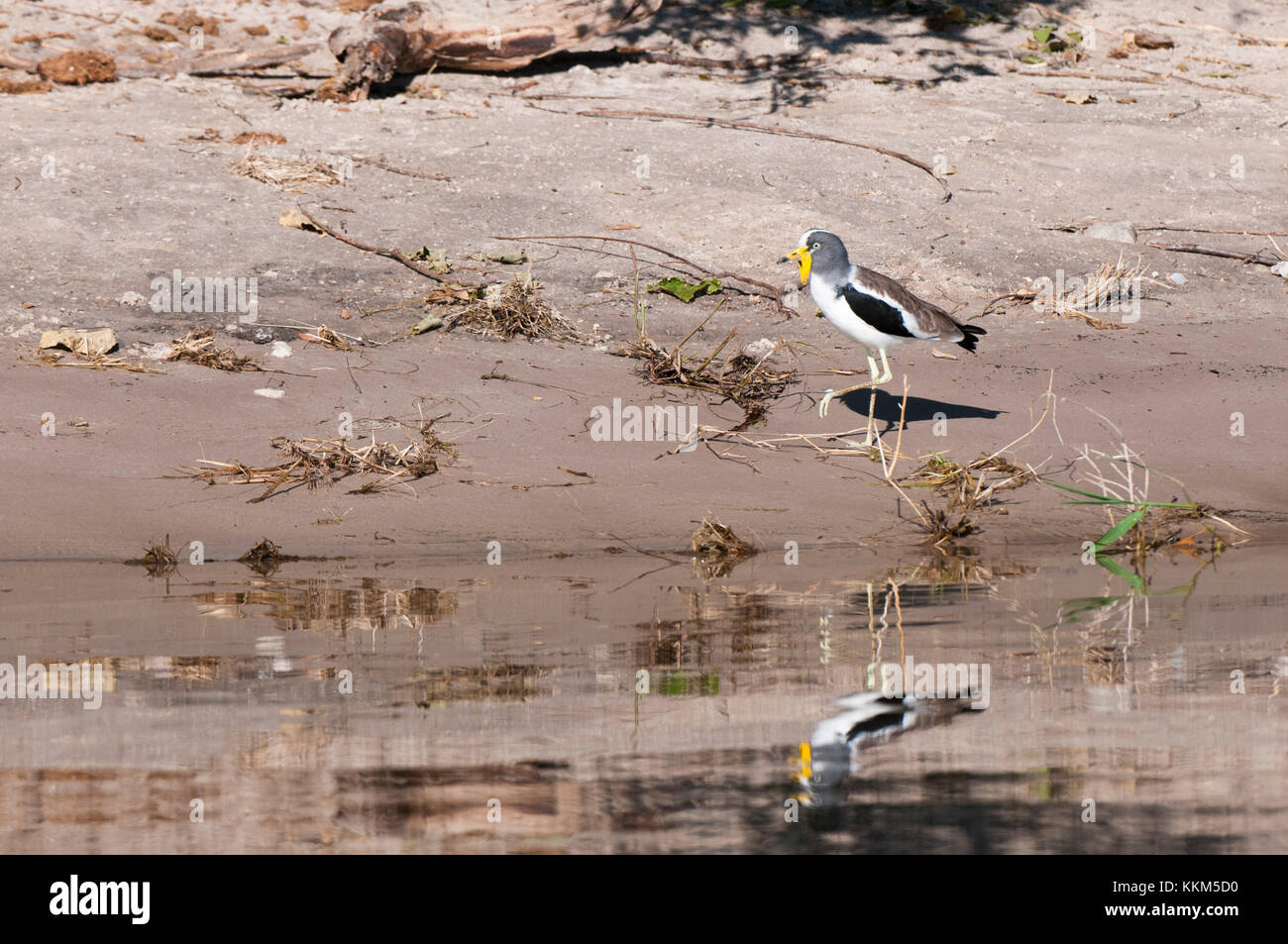 Weiß - gekrönte Kiebitz (Vanellus albiceps), Chobe National Park, Botswana. Stockfoto