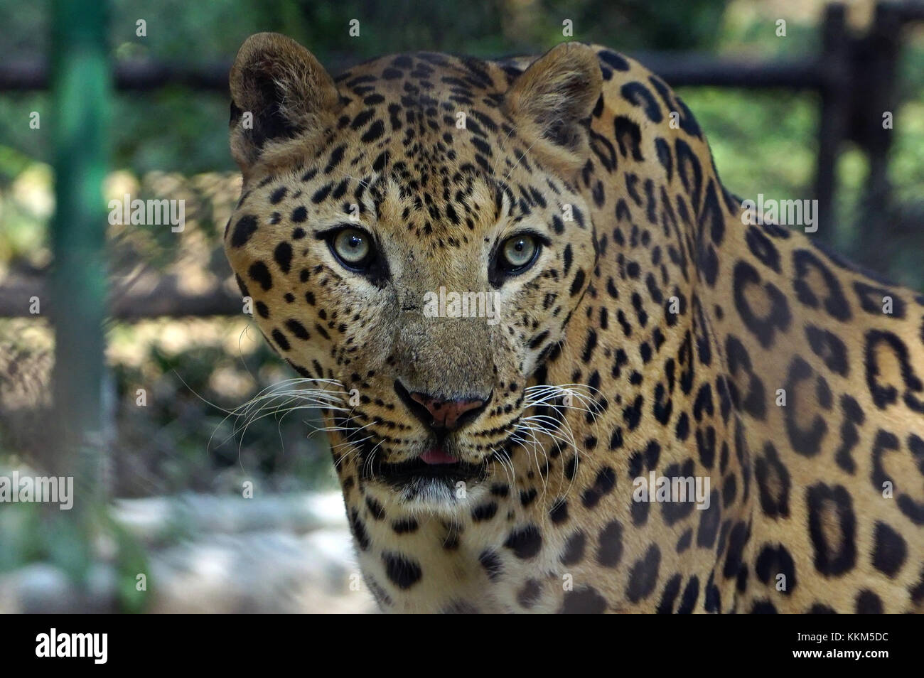 Ein Jaguar starrte auf Kamera, während es in den Käfig war. Stockfoto