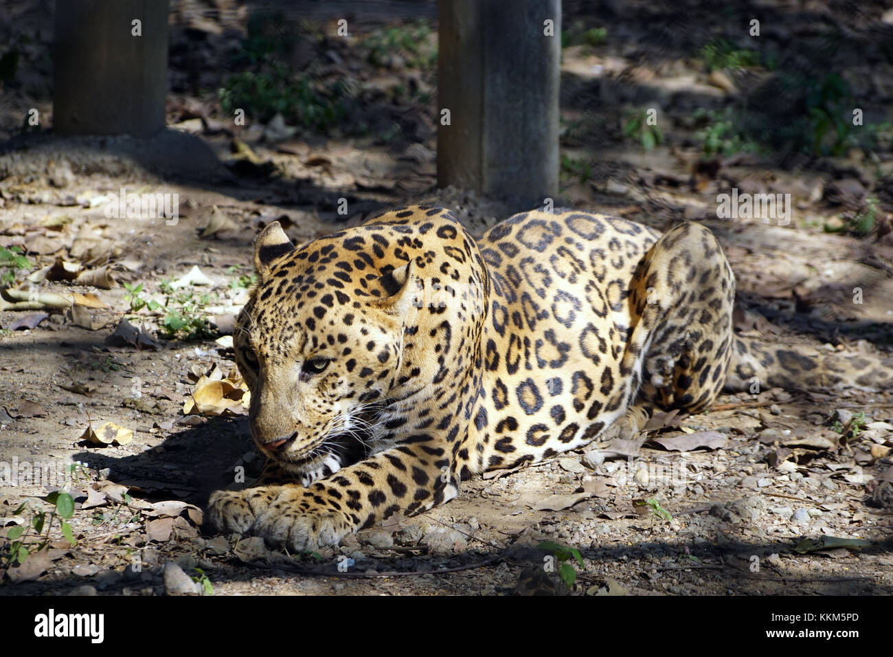 Der Jaguar (panthera onca) Stockfoto