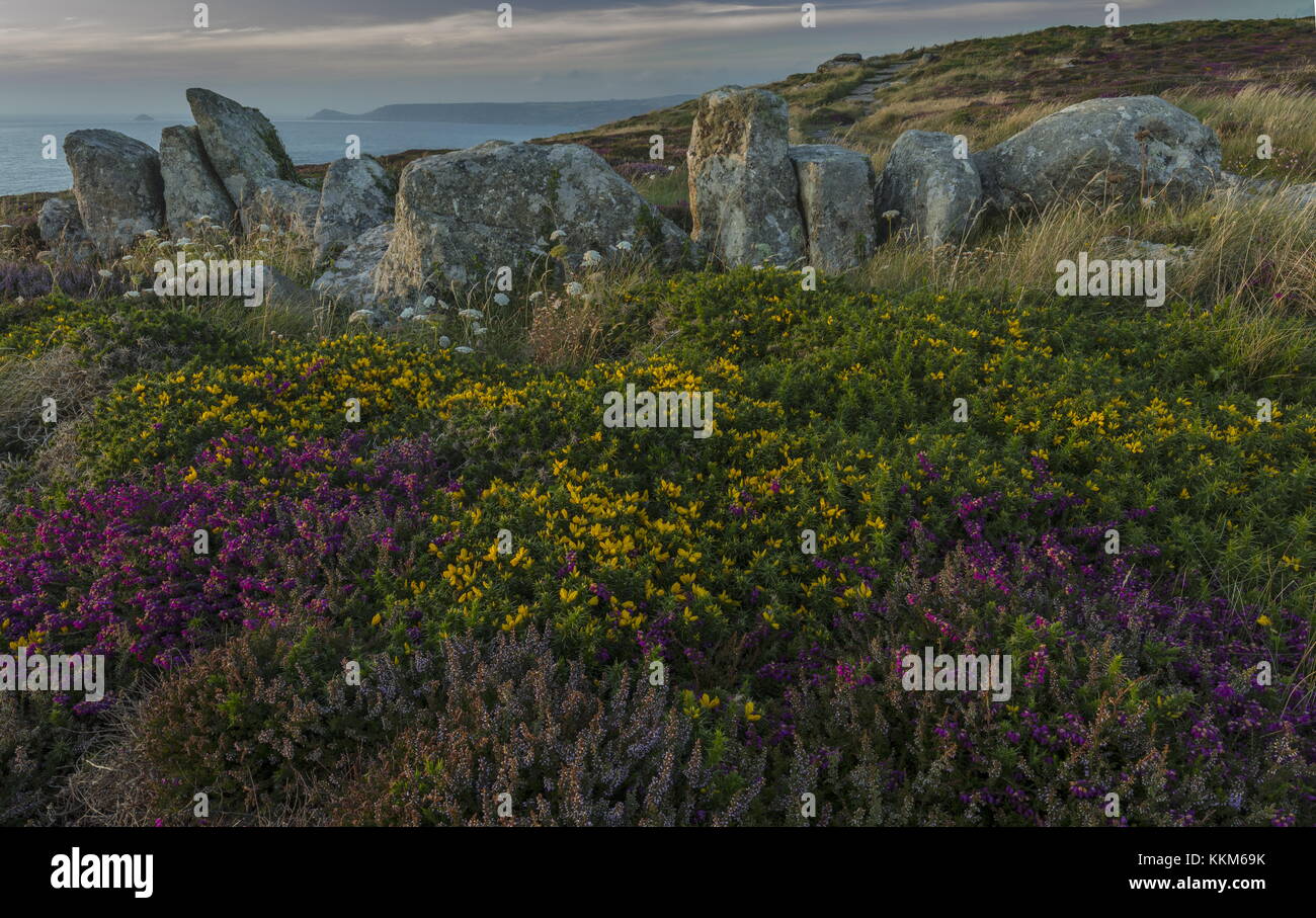 Küsten Heide rund um alte steinerne Grenze bei Land's End, Cornwall. Stockfoto