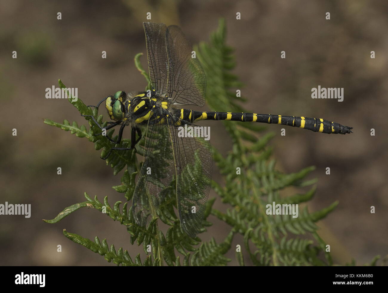 Männliche Golden-dragonfly Cordulegaster boltonii, Beringt, Adlerfarn, Dartmoor thront. Stockfoto