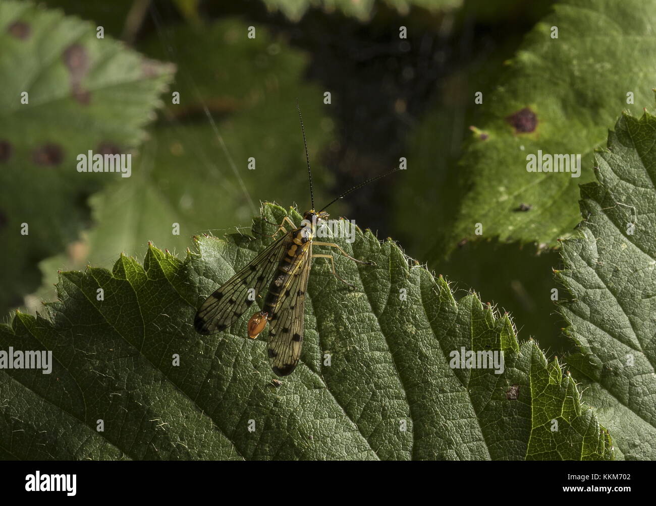 Männliche Scorpion Fliegen, Panorpa germanica Gasentsorgungssystem an Blättern, Dorset. Stockfoto
