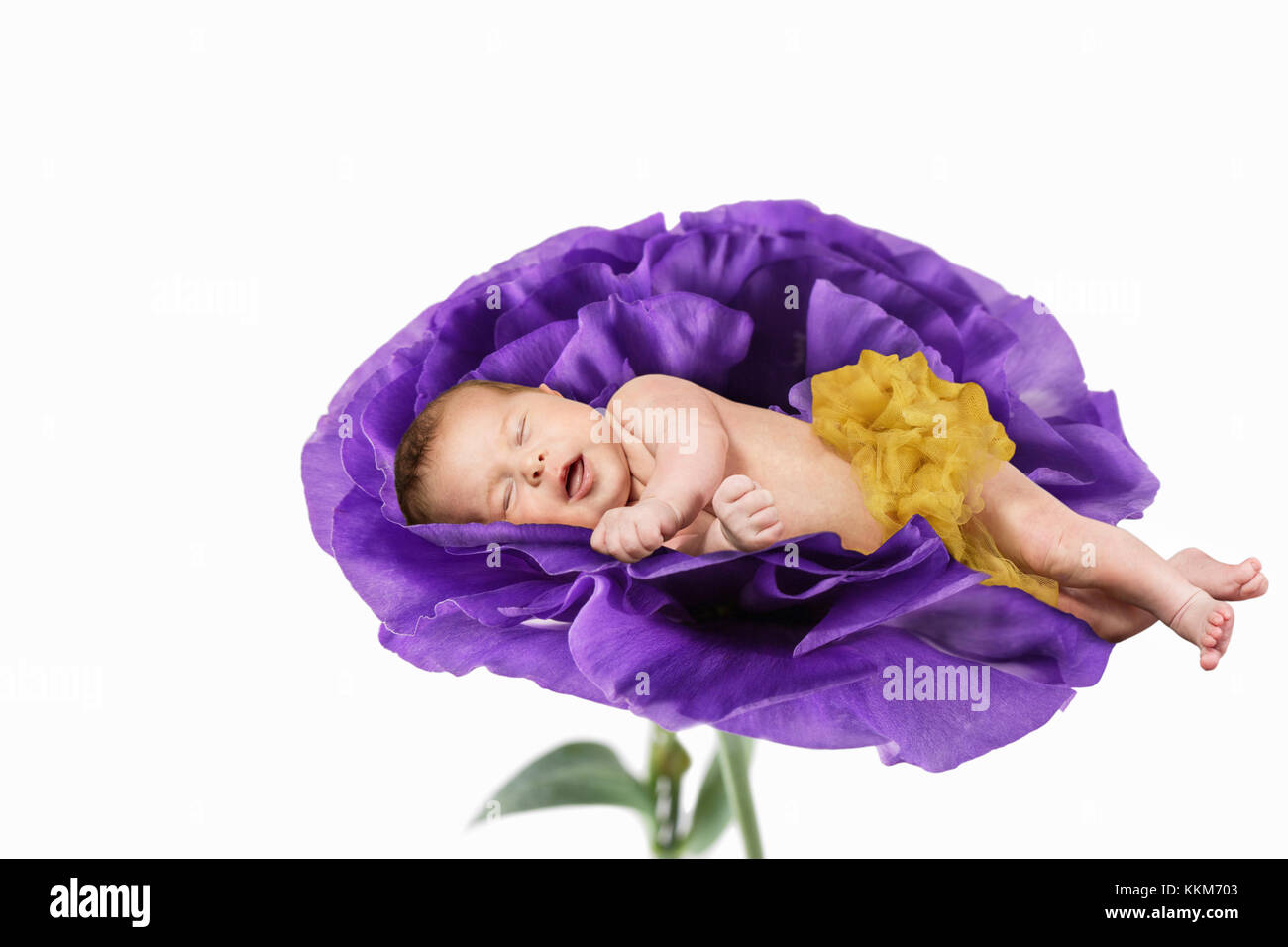 Ein Neugeborenes schläft in einer großen Blume Stockfoto