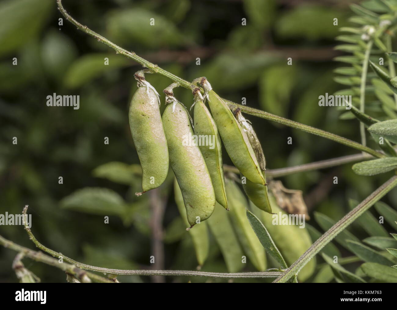 Früchte der Vogelwicke, Vicia cracca. Stockfoto