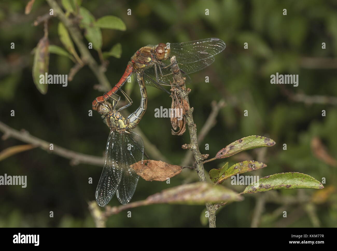 Passende paar Gemeinsame Schlangenhalsvögel, Sympetrum striolatum, blackthorn. Stockfoto