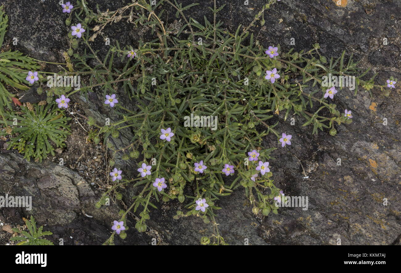 Rock Sea-spurrey, Spergularia rupicola, in der Blume an der Küste Felsen, Anglesey. Stockfoto