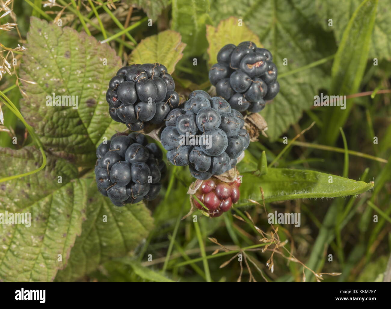 Brombeere, Rubus caesius mit reifem Obst, Ende Sommer. Stockfoto
