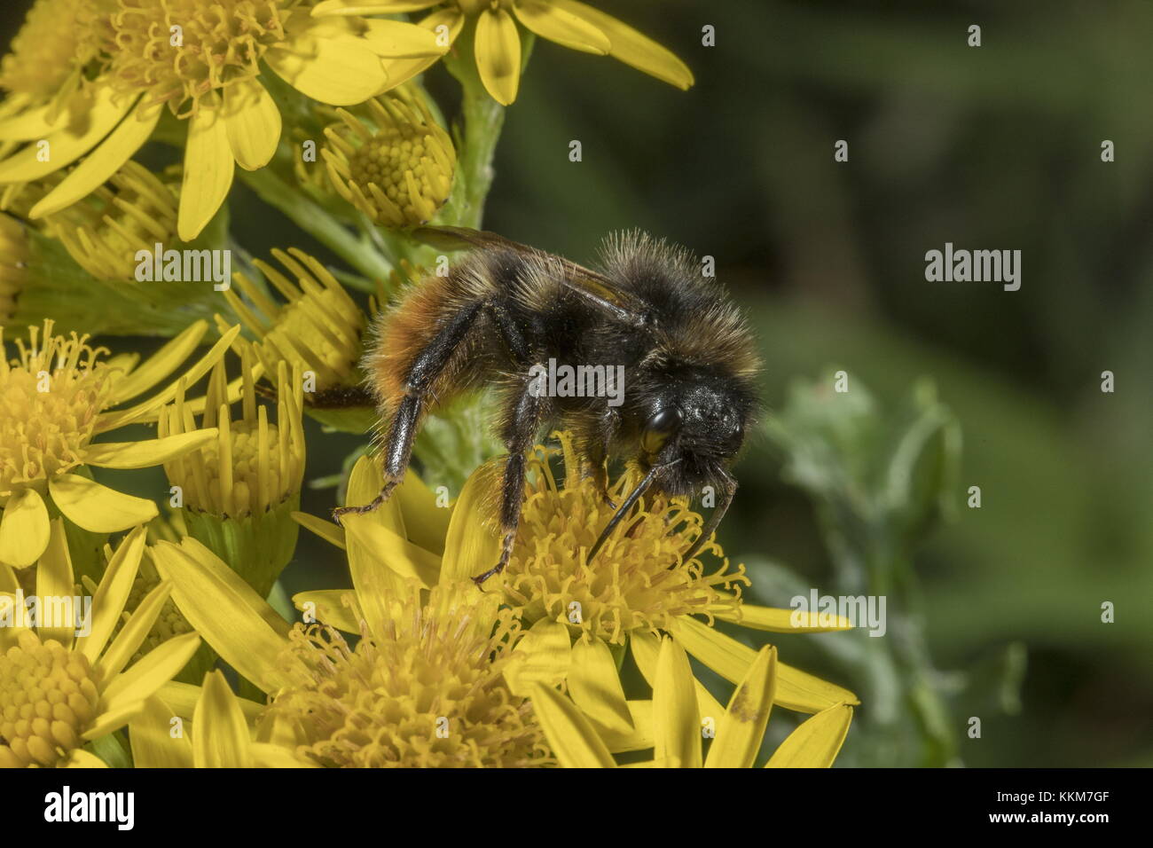 Red-tailed bumblebee Arbeiter, Bombus lapidarius, ragwort Blüten im Spätsommer. Stockfoto