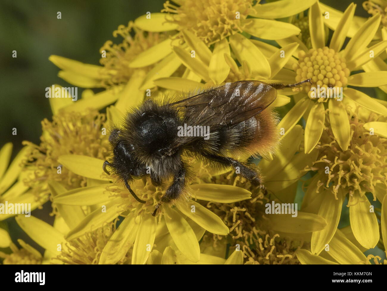 Red-tailed bumblebee Arbeiter, Bombus lapidarius, ragwort Blüten im Spätsommer. Stockfoto