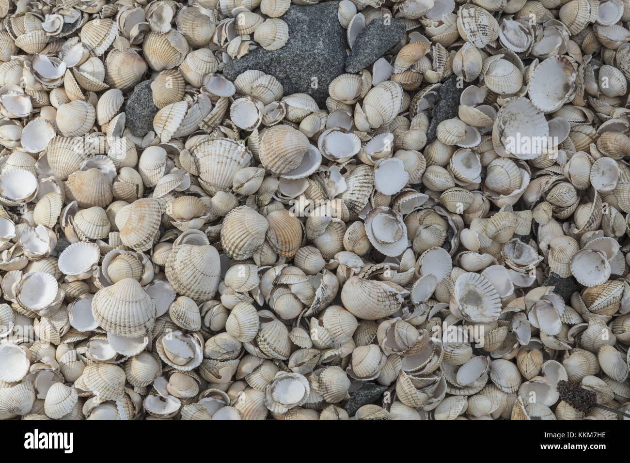 Shell midden, der verworfen, Herzmuscheln und andere Weichtiere, wahrscheinlich Prähistorische, auf Ynys Llanddwyn, Anglesey. Stockfoto