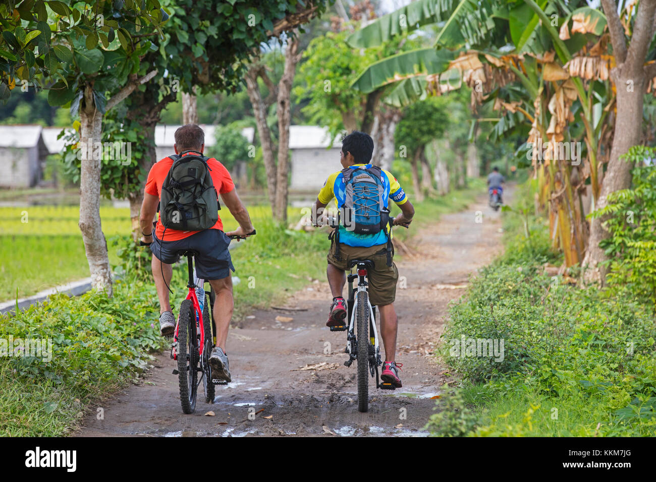 Westliche Touristen mit indonesischen guide Riding Mountain bikes während der Radtour zwischen den Reisfeldern auf der Insel Lombok, Indonesien Stockfoto