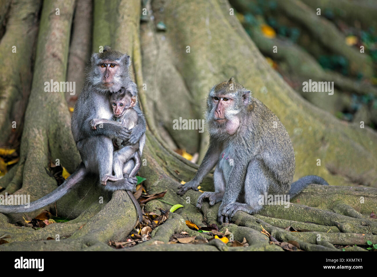 Familie von Krabbe - Essen Makaken/balinesischen Long-tailed Makaken (Macaca fascicularis) mit Jugendlicher auf der Insel Lombok, Indonesien Stockfoto
