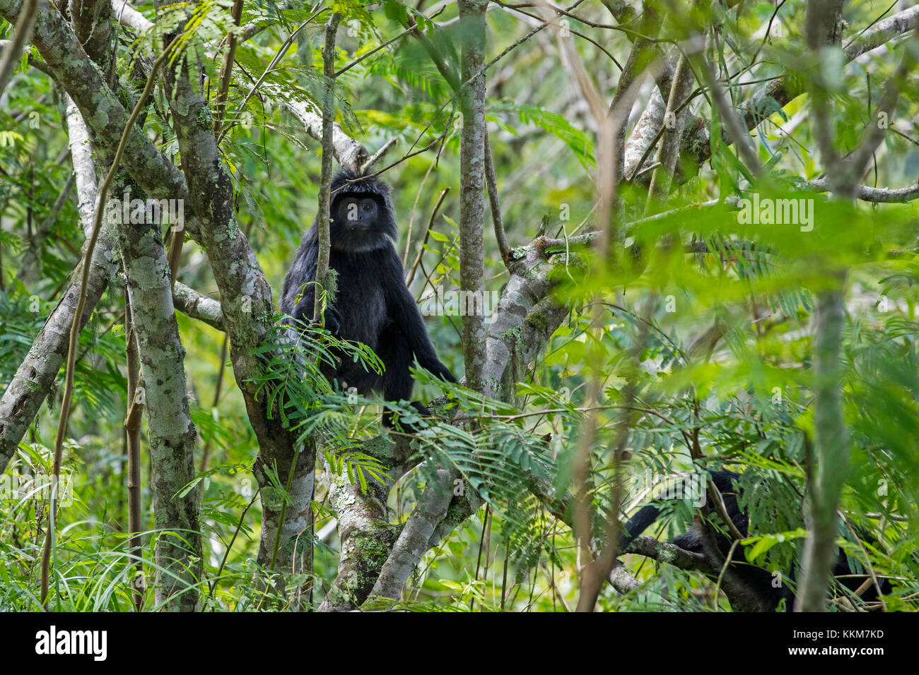 Javan lutung/javan Langur (trachypithecus auratus) im Baum im tropischen Regenwald an den Hängen des rinjani Vulkan, Insel Lombok, Indonesien Stockfoto