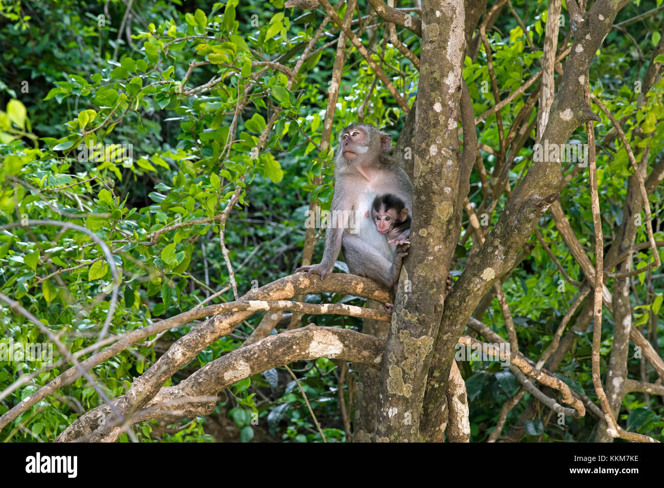 Krabbe - Essen macaque/balinesischen Long-tailed Makaken (Macaca fascicularis) Weibchen mit Jungen im Baum auf der Insel Lombok, Indonesien Stockfoto