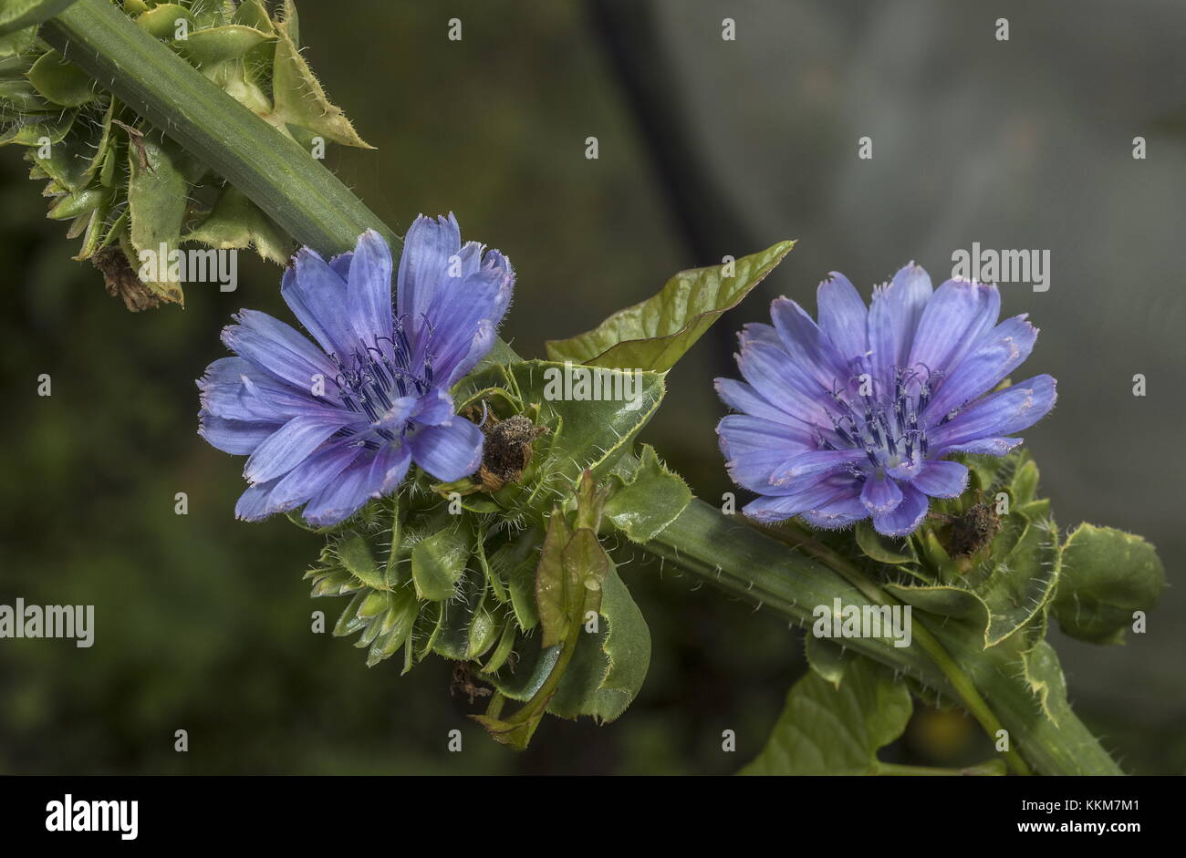 Wilde Zichorie, Cichorium intybus, Blume, am Straßenrand. Stockfoto