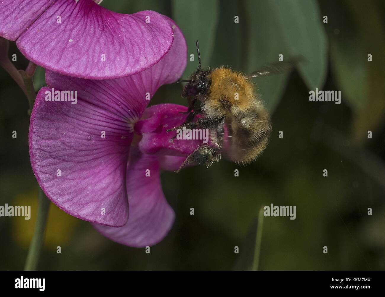 Arbeitnehmer Gemeine Heidelibelle Bombus pascuorum an der Broad-leaved Everlasting Pea Blumen. Stockfoto