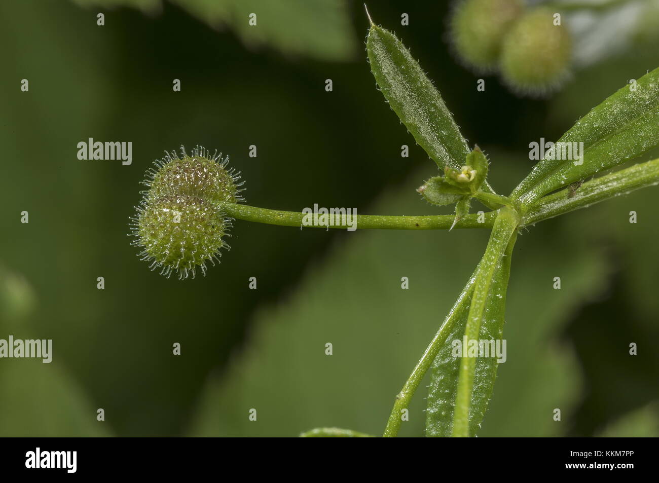 Die klebrigen Früchte von Cleaver oder Gänsegras, Galium Aparine. Stockfoto