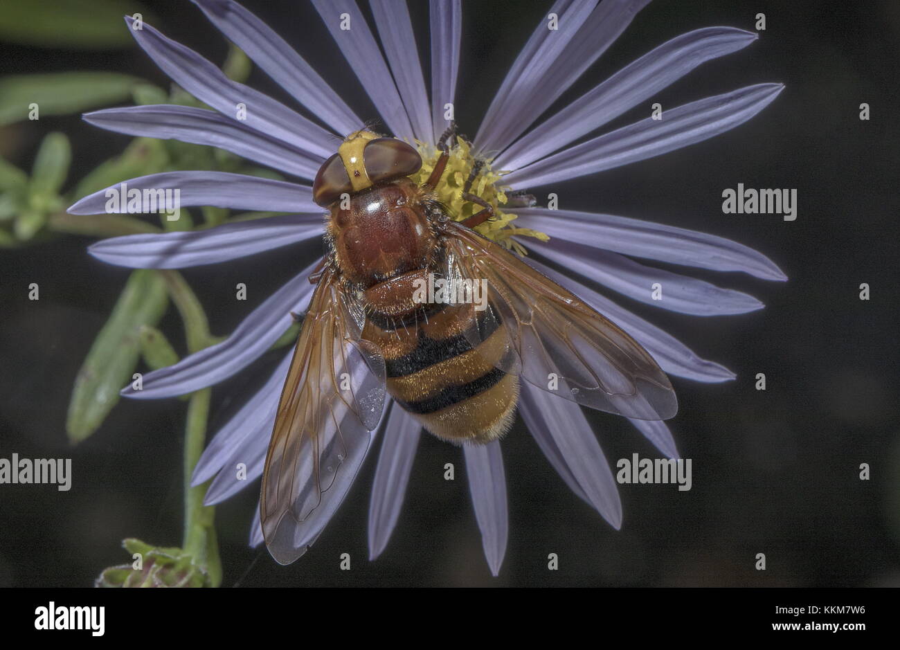 hornet Hoverfly, Volucella zonaria, auf Michaelmas Gänseblümchen im Garten. Stockfoto