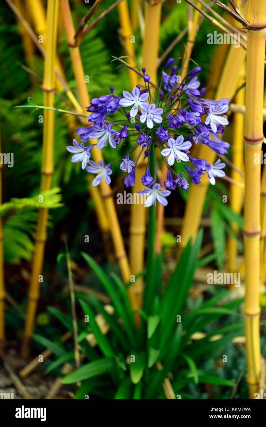 Blaue agapanthus Fotos und Bildmaterial in hoher Auflösung Alamy