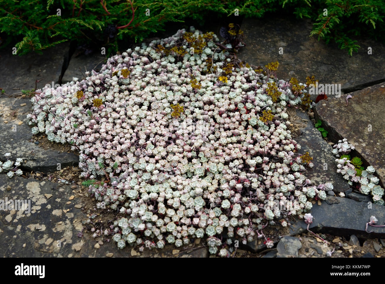 Sedum spathulifolium, sedums, Fetthenne, Steingarten, Steingarten, alpine, Pflanze, Pflanzen, Pflanzung, Dürre, tolerant, Garten, Gärten, Bodenbewuchs, RM Floral Stockfoto