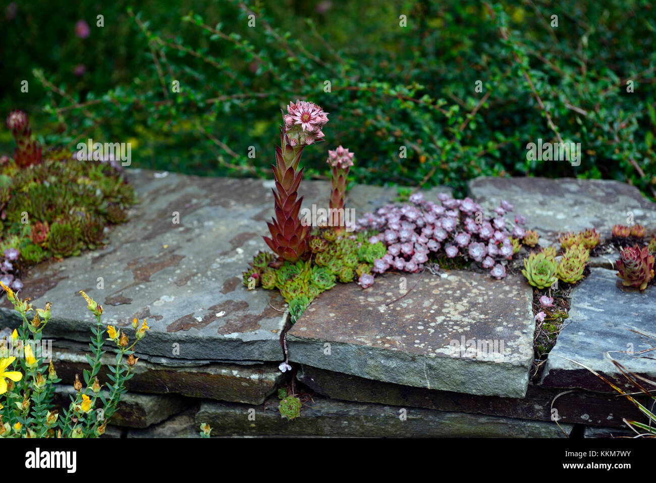 Mauerpfeffer, Sedum, saftig, Sukkulenten, alpine, alpines, Wand, Crack,  selbst Saatgut, gest, Verbreitung, Wand, Stein, Pflaster, Display,  Container, Gartenbau, Garten, Behlter Stockfotografie - Alamy