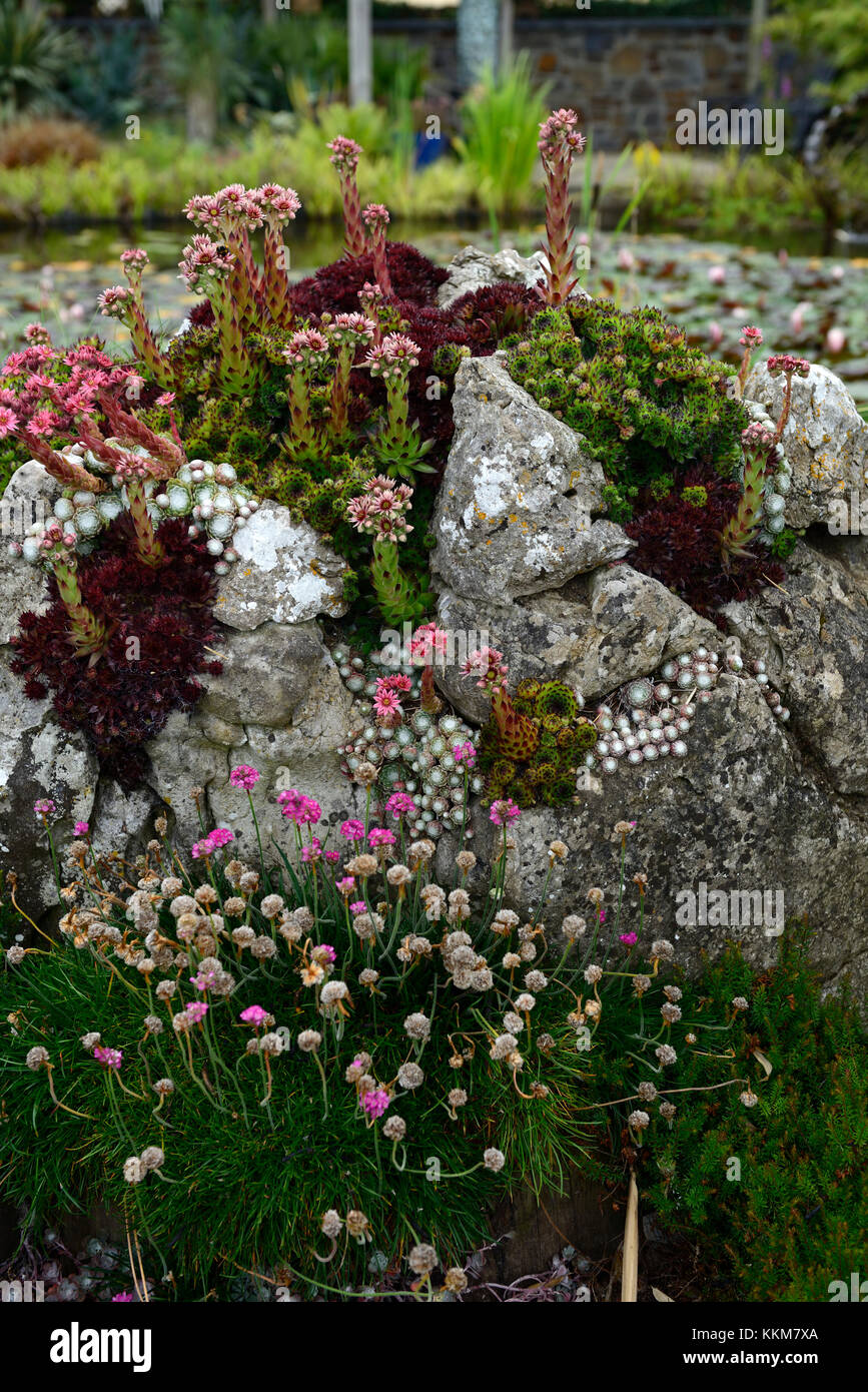 Steingarten Mit Sukkulenten Stockfotos und -bilder Kaufen - Alamy
