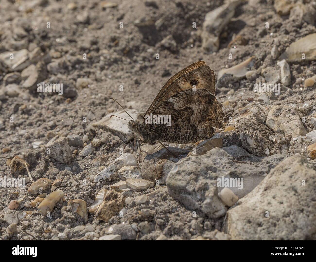 Äsche, hipparchia Semele, Schmetterling auf trockenem Boden niedergelassen, dorset Heide. Stockfoto