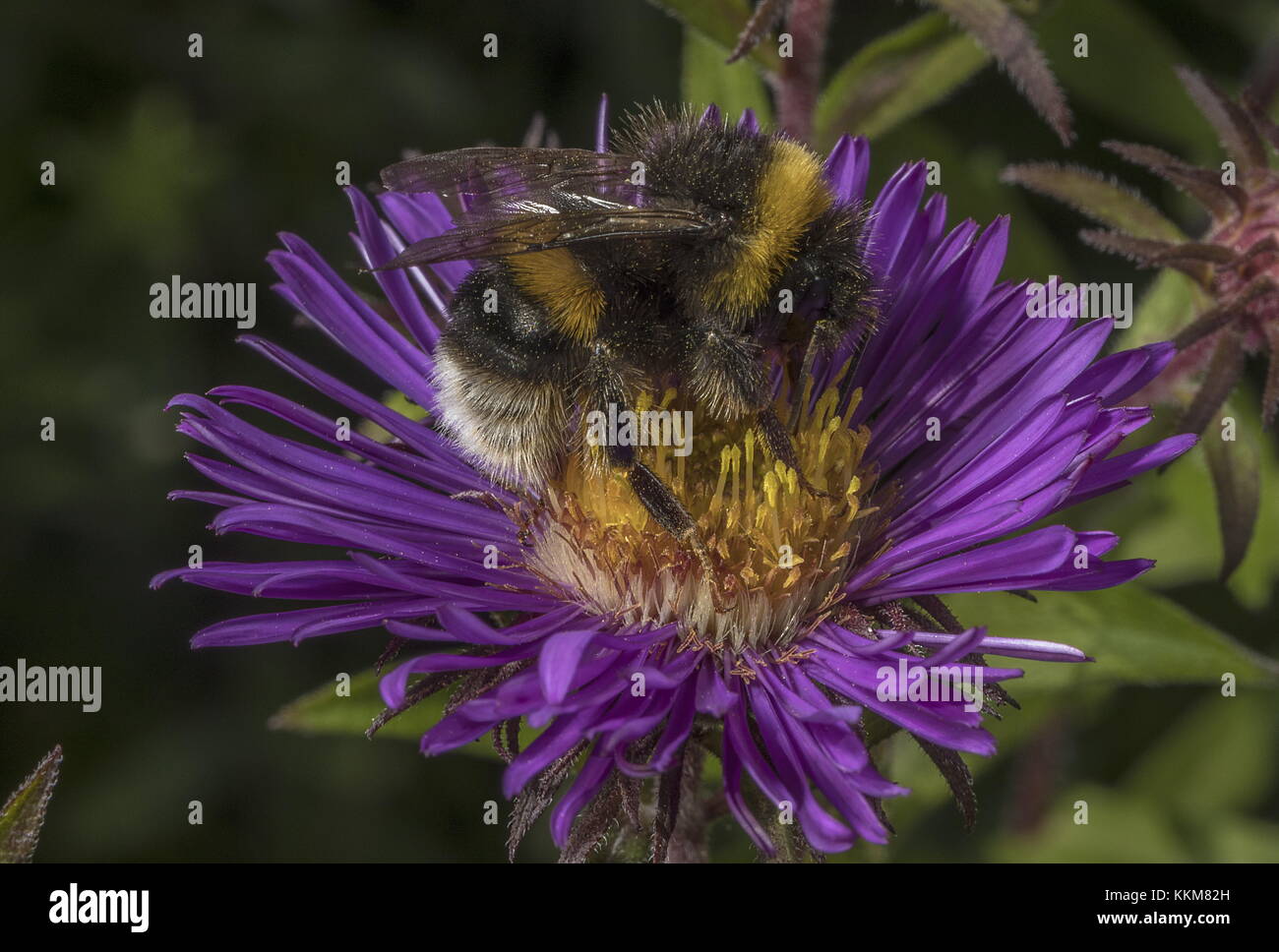 White-tailed Bumble-bee, bombus lucorum, Besuch Garten michaelmas Daisy, Dorset. Stockfoto